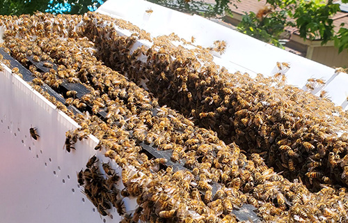 Bee Swarm Hive Removal In Los Angeles Eli The Bee Guy   Eco Friendly Bee Removal 