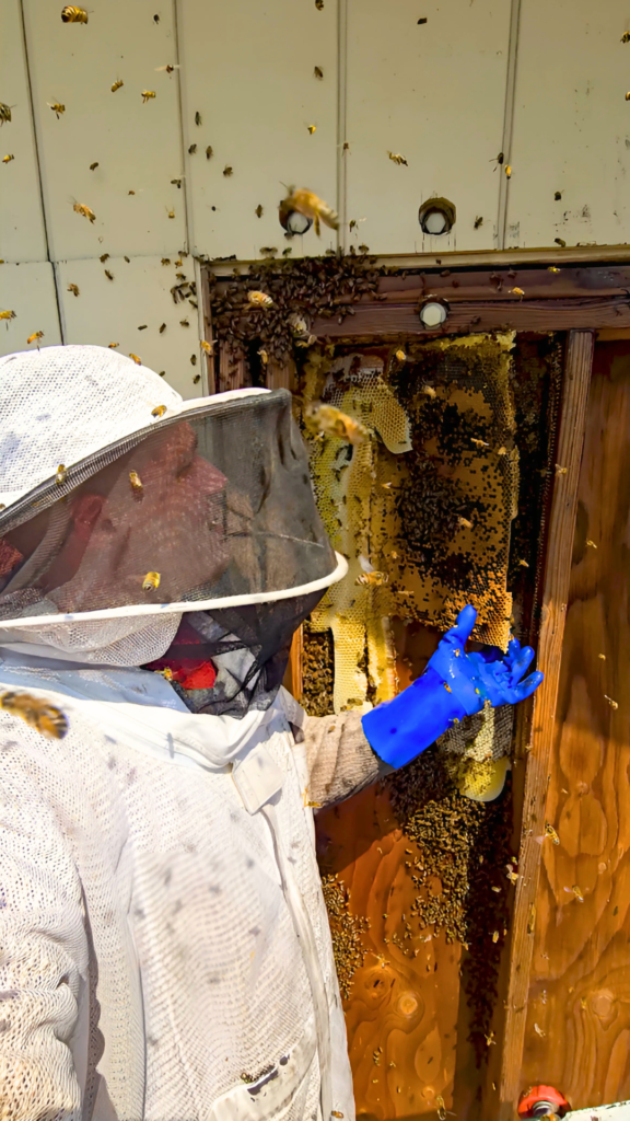 Bee Removal