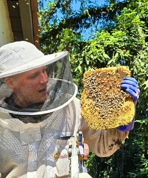 Bee Hive Remove